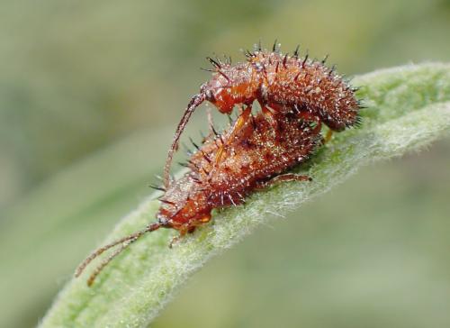 Réf. 240 847 : Dicladispa testacea